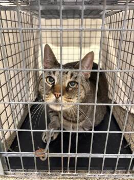 BRUCE -  Domestic Short Hair Cat for Adoption in Fort Myers, Florida - BRUCE | PetCurious