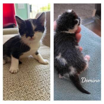 American Shorthair Cats Available for Adoption in Calimesa, California - Domino | PetCurious