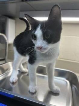 Mr. Clean -  Domestic Short Hair Cat for Adoption in Wichita, Kansas - Mr. Clean | PetCurious