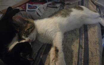 Ted -  Domestic Short Hair Cat for Adoption in Huntington Beach, California - Ted | PetCurious