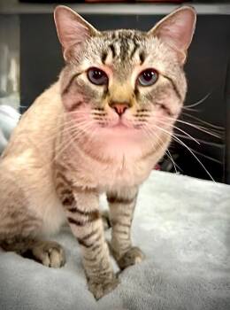 Lover Boy -  Siamese Cat for Adoption in Palmer, Alaska - Lover Boy | PetCurious