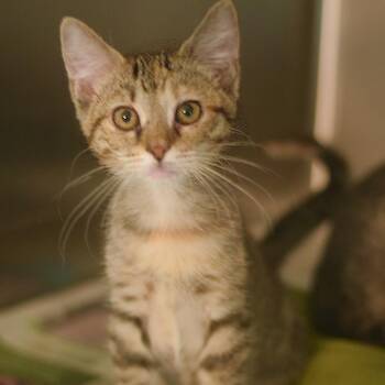 Birch -  Domestic Short Hair Cat for Adoption in Belleville, Illinois - Birch | PetCurious