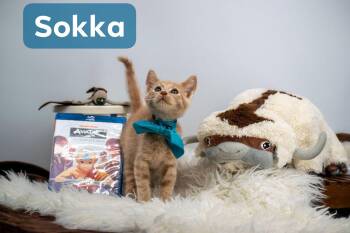 Sokka -  Domestic Short Hair Cat for Adoption in Sevierville, Tennessee - Sokka | PetCurious