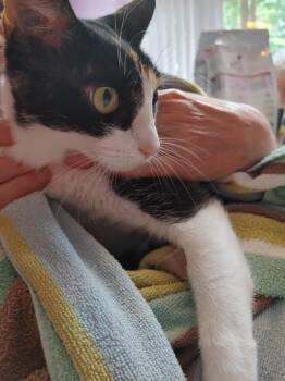Spumommi -  Domestic Short Hair Cat for Adoption in Shawnee, Kansas - Spumommi | PetCurious
