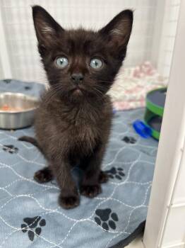 Domestic Short Hair Cats Available for Adoption in Brookings, Oregon - Mano | PetCurious