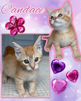 Candace -  Tabby Cat for Adoption in Pasco, Washington - Candace | PetCurious