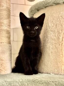 Finch -  Domestic Short Hair Cat Available for Adoption in Pittsburgh, Pennsylvania - Finch | PetCurious
