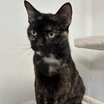 Sweet Pea -  Domestic Short Hair Cat for Adoption in Houston, Texas - Sweet Pea | PetCurious