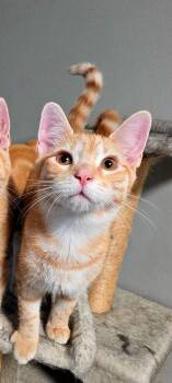 Pumpkin -  Domestic Short Hair Cat for Adoption in Pittsburgh, Pennsylvania - Pumpkin | PetCurious