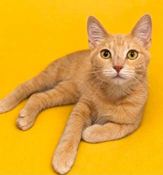 Carl -  Domestic Short Hair Cat for Adoption in Columbia, Tennessee - Carl | PetCurious