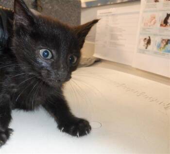 Rescue Domestic Short Hair Cats for Adoption in San Jose, California - A1392294 | PetCurious