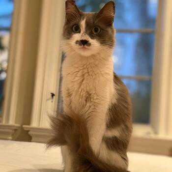 Fluff Puff -  Domestic Long Hair Cat for Adoption in Los Angeles, California - Fluff Puff | PetCurious