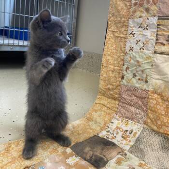 Misty -  Domestic Short Hair Cat for Adoption in Little Falls, Minnesota - Misty | PetCurious