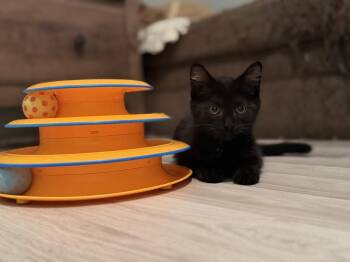 Woody (was Cam) -  Domestic Short Hair Cat for Adoption in Ferndale, Michigan - Woody (was Cam) | PetCurious