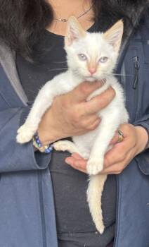 Siamese Cats Available for Adoption in Napa, California - Finnegan Napa | PetCurious