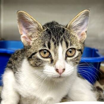 Rescue Domestic Short Hair Cats for Adoption in Evansville, Indiana - Whiskers | PetCurious