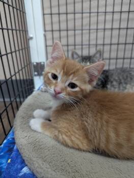 Peanut -  Domestic Short Hair Cat for Adoption in Oconto, Wisconsin - Peanut | PetCurious