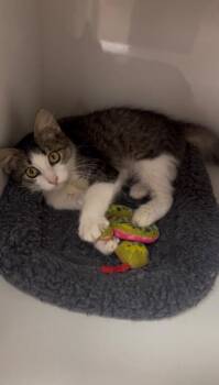Paco -  Domestic Long Hair Cat for Adoption in Corpus Christi, Texas - Paco | PetCurious