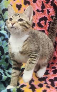 Byron -  Domestic Short Hair Cat Available for Adoption in Little Rock, Arkansas - Byron | PetCurious