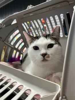 Kitty- WAIVED FEE -  Domestic Short Hair Cat for Adoption in Pierceton, Indiana - Kitty- WAIVED FEE | PetCurious