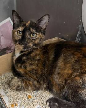 Daria Morgendorffer -  Domestic Short Hair Cat for Adoption in Cincinnati, Ohio - Daria Morgendorffer | PetCurious
