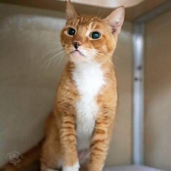 Domestic Short Hair Cats Available for Adoption in Honolulu, Hawaii - Monica | PetCurious