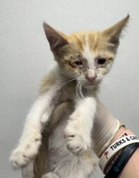 Sour Patch -  Domestic Short Hair Cat for Adoption in West Chester, Pennsylvania - Sour Patch | PetCurious