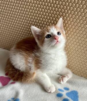 Geranium -  Domestic Medium Hair Cat Available for Adoption in Lexington, South Carolina - Geranium | PetCurious