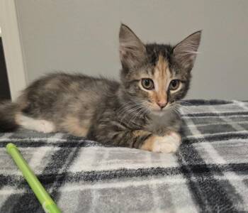 Higglebee -  Domestic Medium Hair Cat for Adoption in Sedalia, Colorado - Higglebee | PetCurious