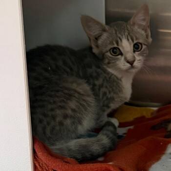 Jil -  Domestic Short Hair Cat for Adoption in Cedaredge, Colorado - Jil | PetCurious