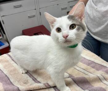 Domestic Short Hair Cats Available for Adoption in Peoria, Illinois - GRILL | PetCurious