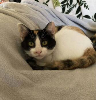 Rescue Domestic Short Hair Cats for Adoption in Groveland, Massachusetts - Pria | PetCurious