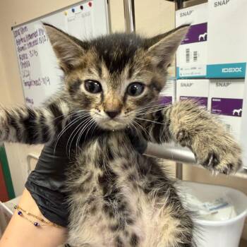 Earl -  Domestic Short Hair Cat for Adoption in Reno, Nevada - Earl | PetCurious