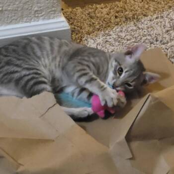 Rescue Domestic Short Hair Cats for Adoption in Durham, North Carolina - Tigger | PetCurious