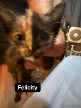 Felicity -  Domestic Short Hair Cat for Adoption in Johnson City, Tennessee - Felicity | PetCurious