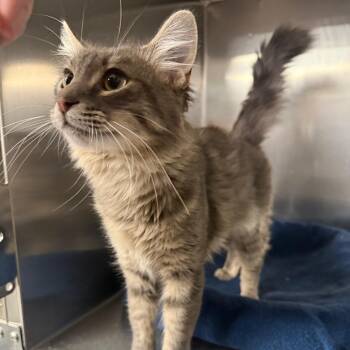 Loverboy -  Domestic Long Hair Cat for Adoption in Spokane, Washington - Loverboy | PetCurious