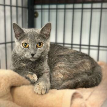 Rescue Domestic Short Hair Cats for Adoption in Davenport, Iowa - Soft Launch | PetCurious