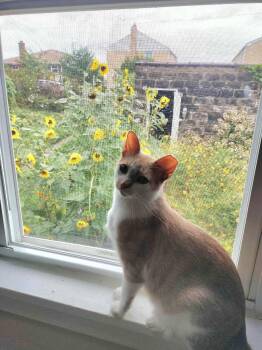 Rescue Domestic Short Hair Cats for Adoption in Pittsburgh, Pennsylvania - Gus | PetCurious