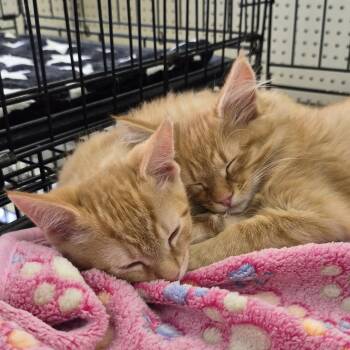 Yam Yam & Cantaloupe -  Domestic Long Hair Cat for Adoption in Eugene, Oregon - Yam Yam & Cantaloupe | PetCurious