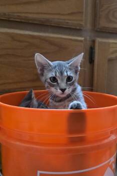 Rescue Tabby Cats for Adoption in Vacaville, California - Silver | PetCurious