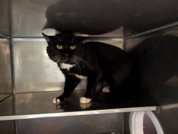 Jeremiah -  Domestic Medium Hair Cat for Adoption in Plymouth, Connecticut - Jeremiah | PetCurious