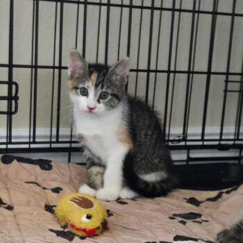 Domestic Short Hair Cats Available for Adoption in Austin, Texas - Robin 4 | PetCurious