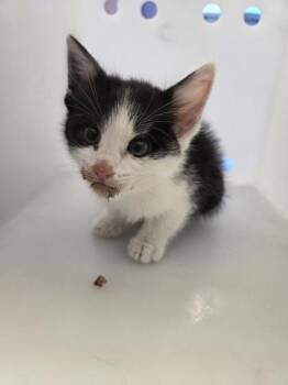 Domestic Short Hair Cats Available for Adoption in El Paso, Texas - 60902737 | PetCurious