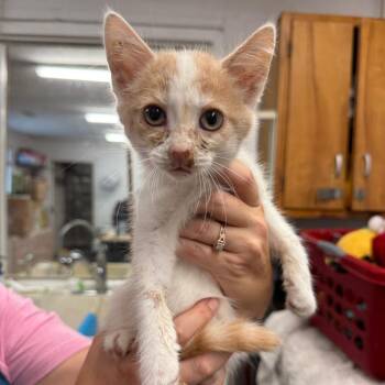 Cheddar Biscuit -  Domestic Short Hair Cat for Adoption in Evensville, Tennessee - Cheddar Biscuit | PetCurious
