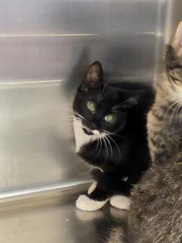 A657361 -  Domestic Short Hair Cat for Adoption in Houston, Texas - A657361 | PetCurious