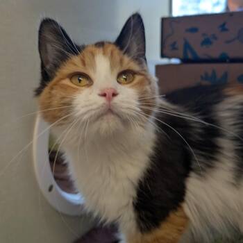 Domestic Medium Hair Cats Available for Adoption in West Olive, Michigan - Sunset | PetCurious