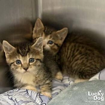 Domestic Short Hair Cats Available for Adoption in Washington, District Of Columbia - Hermonie | PetCurious