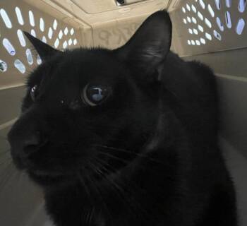 Judy -  Domestic Short Hair Cat for Adoption - Judy | PetCurious