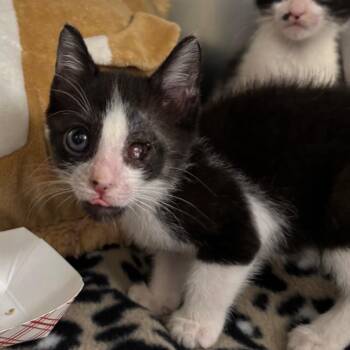 Beatrice FKA Bea Juice -  Domestic Short Hair Cat for Adoption in West Palm Beach, Florida - Beatrice FKA Bea Juice | PetCurious