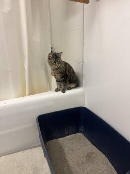 Milky Way (Sky) -  Maine Coon Cat Available for Adoption in New York, New York - Milky Way (Sky) | PetCurious